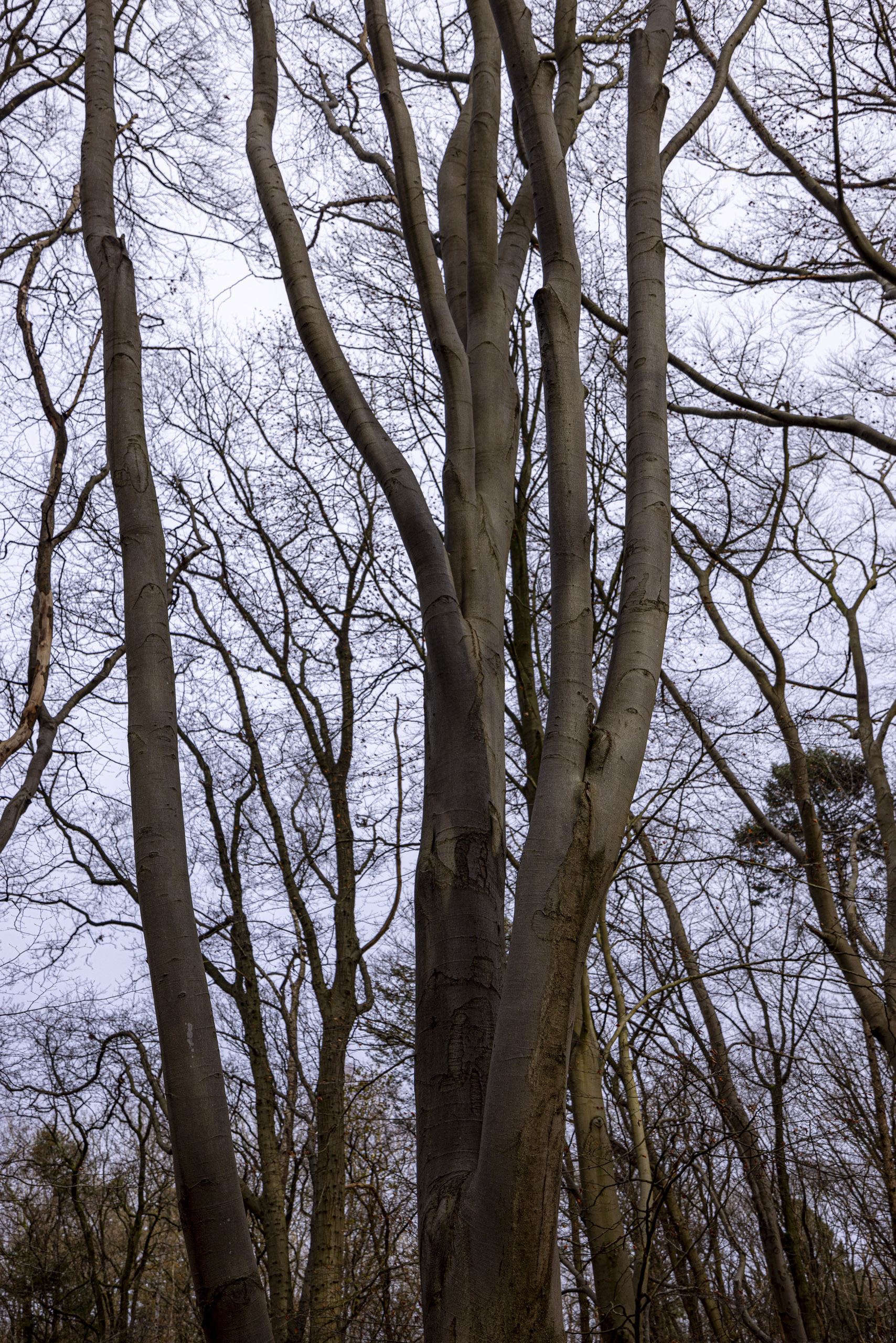 20241206131311 R5D 7774