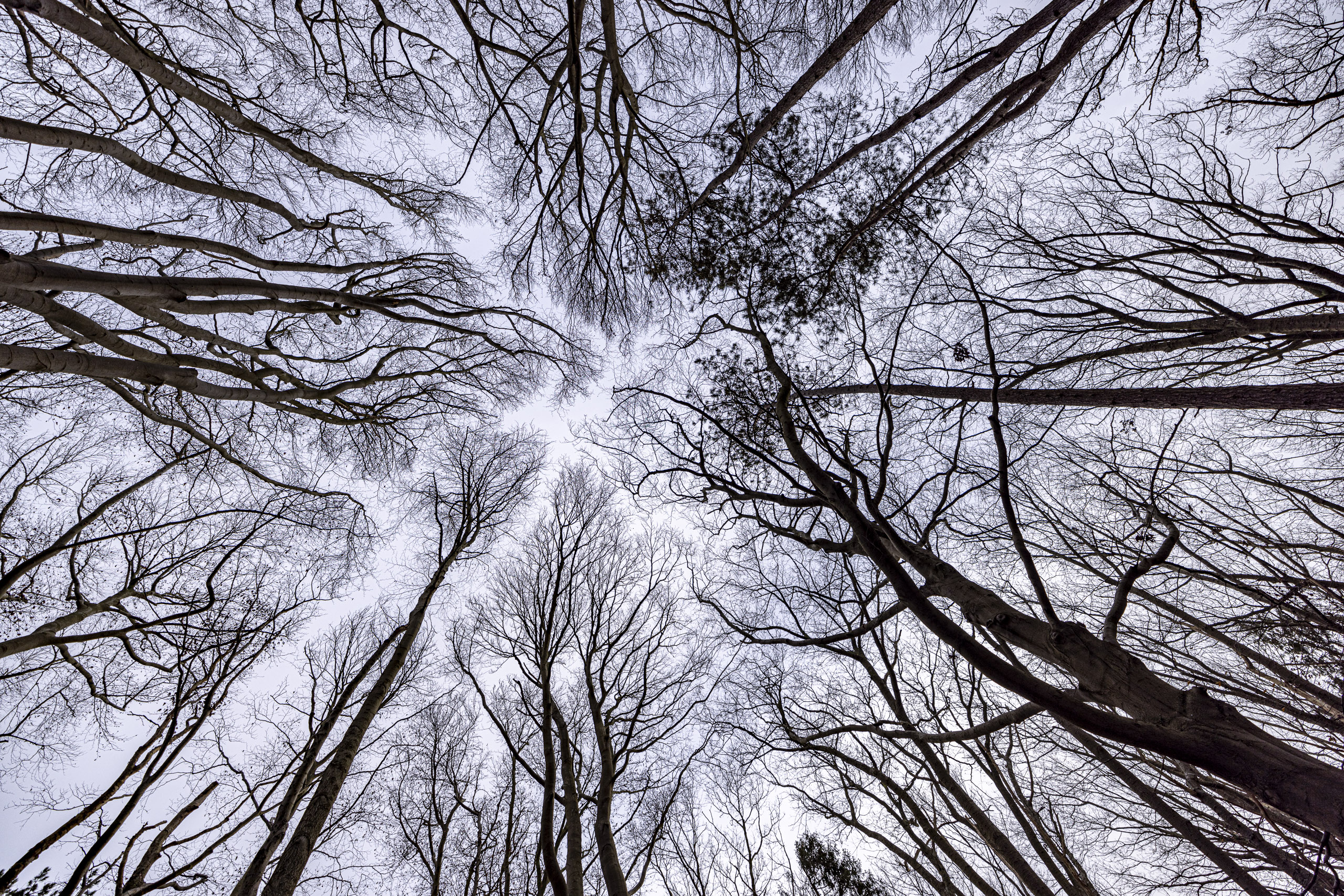 20241206131339 R5D 7778