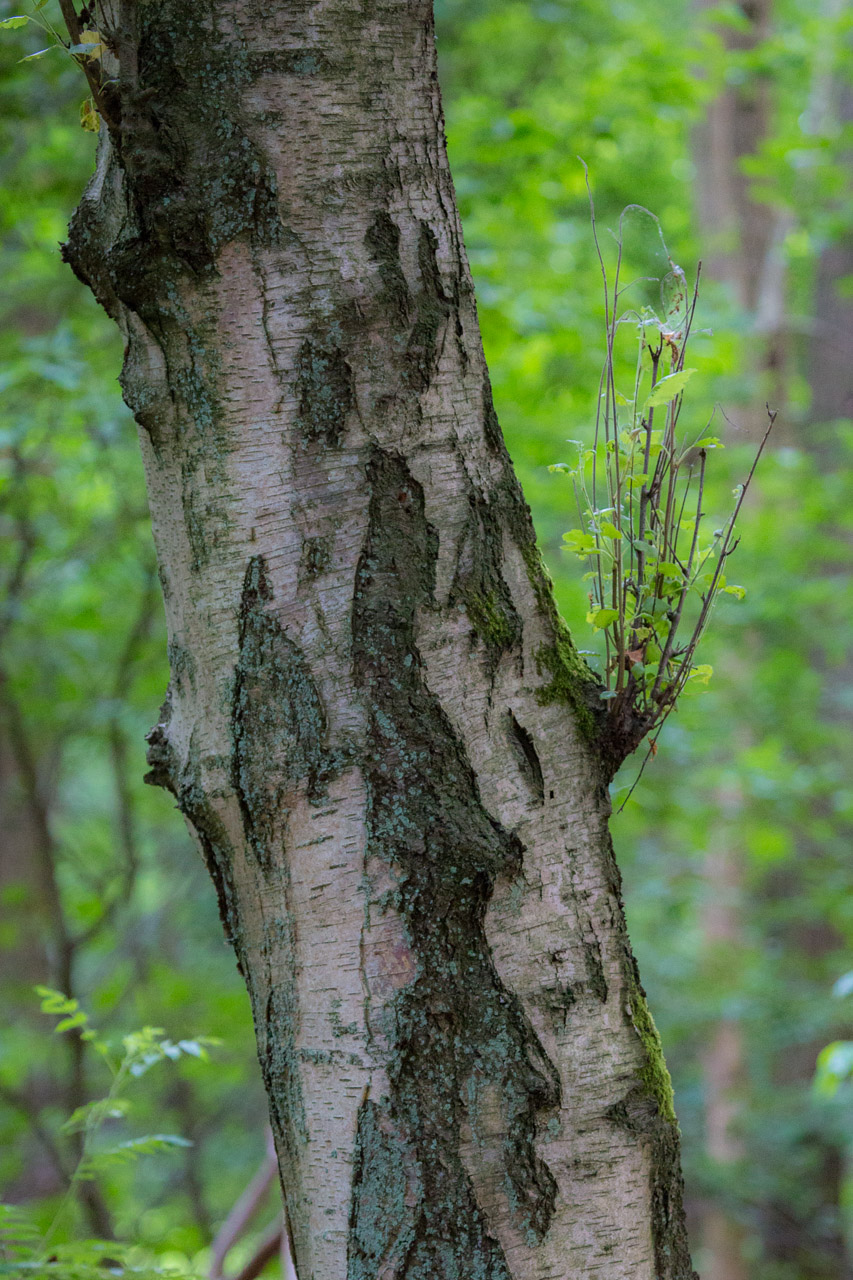 20130619210532 21460