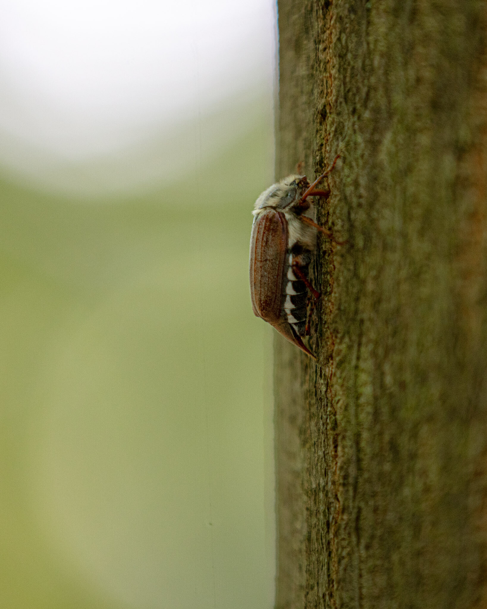 20230602170250 011050