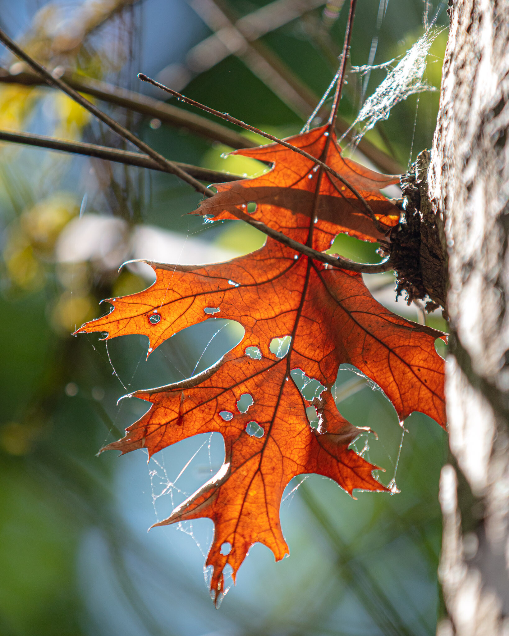 20230602170637 011068