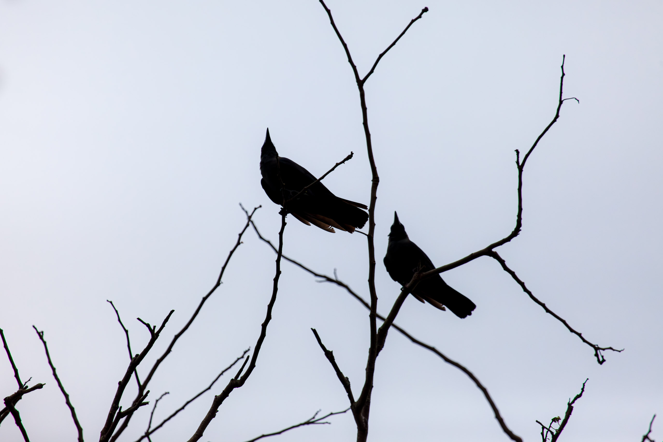 20110102160802 IMG 2902