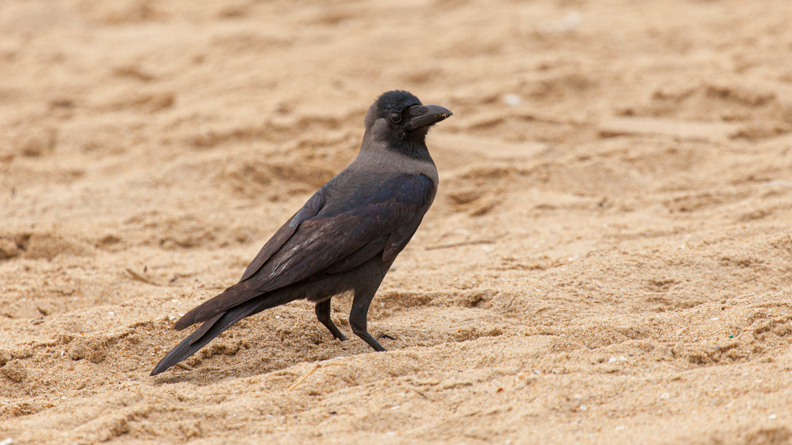 20110102164100 IMG 3032