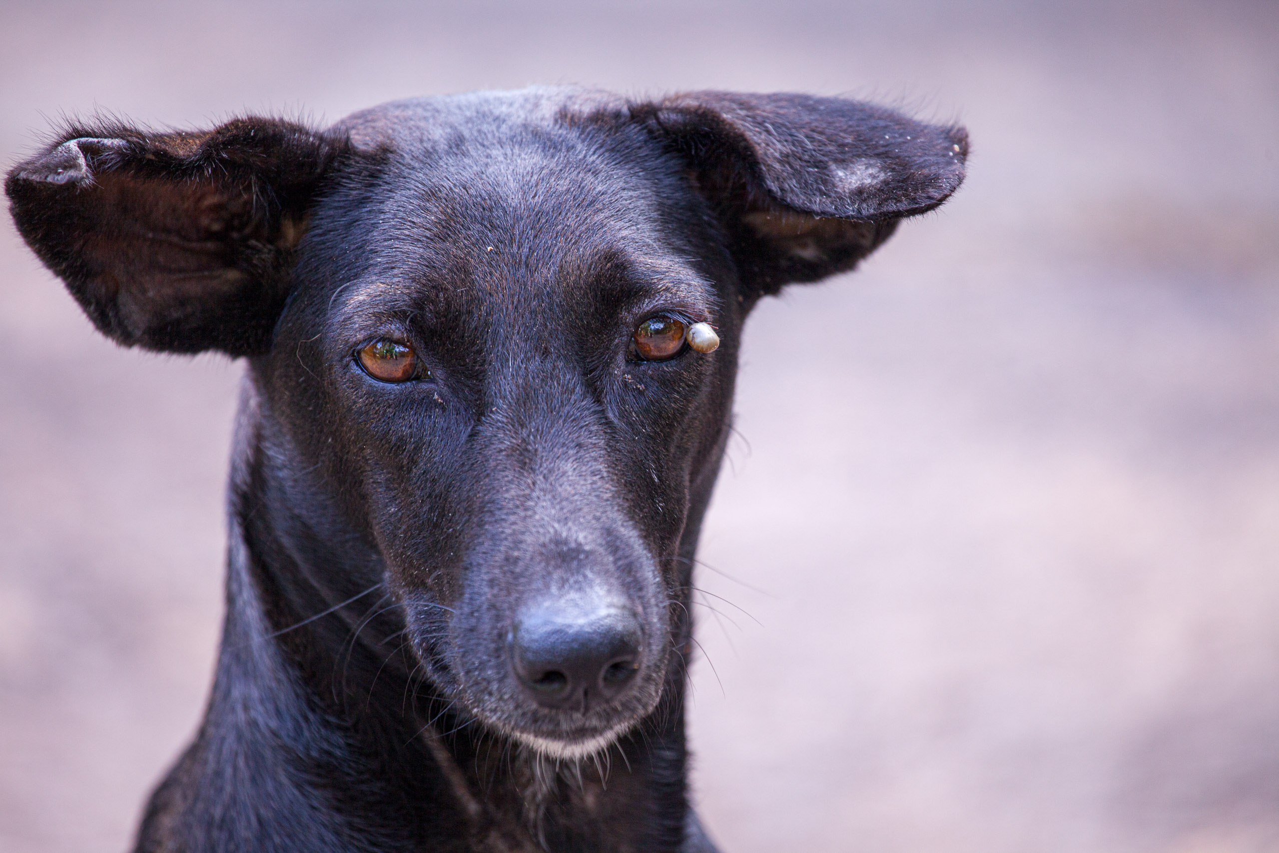 20110103082724 IMG 3594