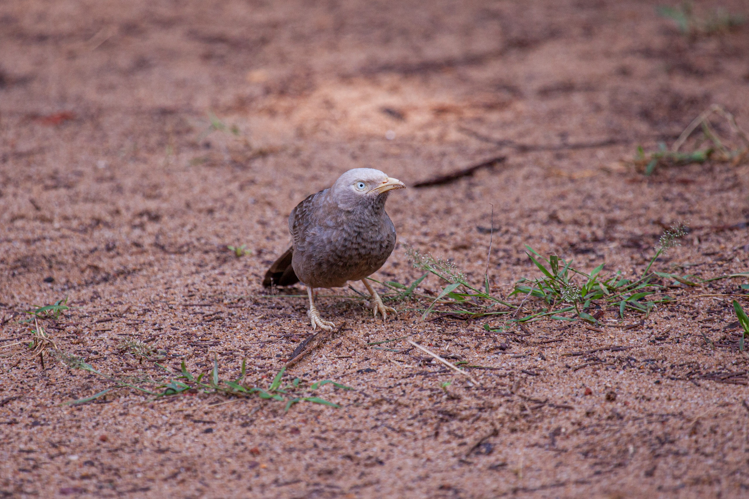 20110103083730 IMG 3668