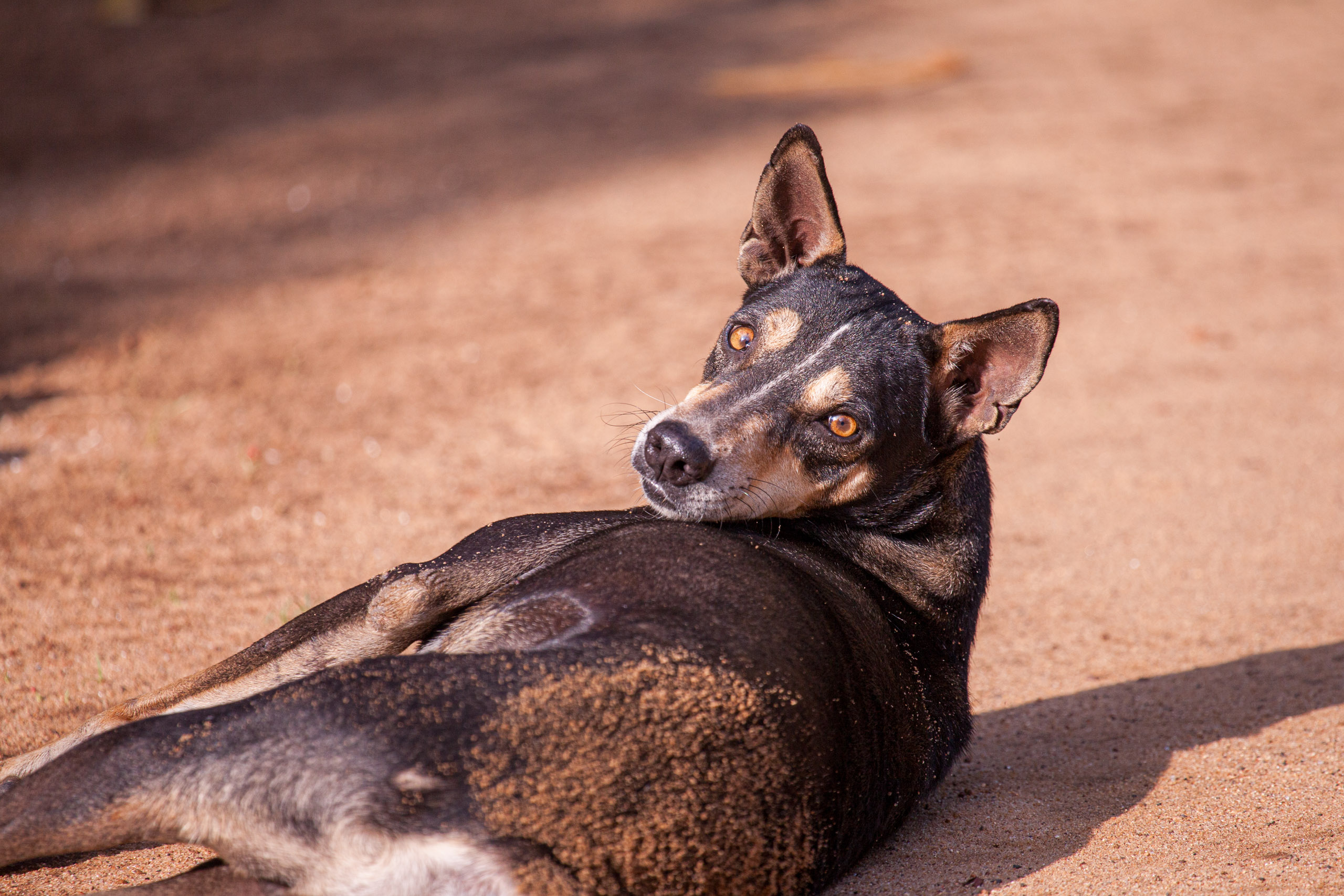 20110103084913 IMG 3732