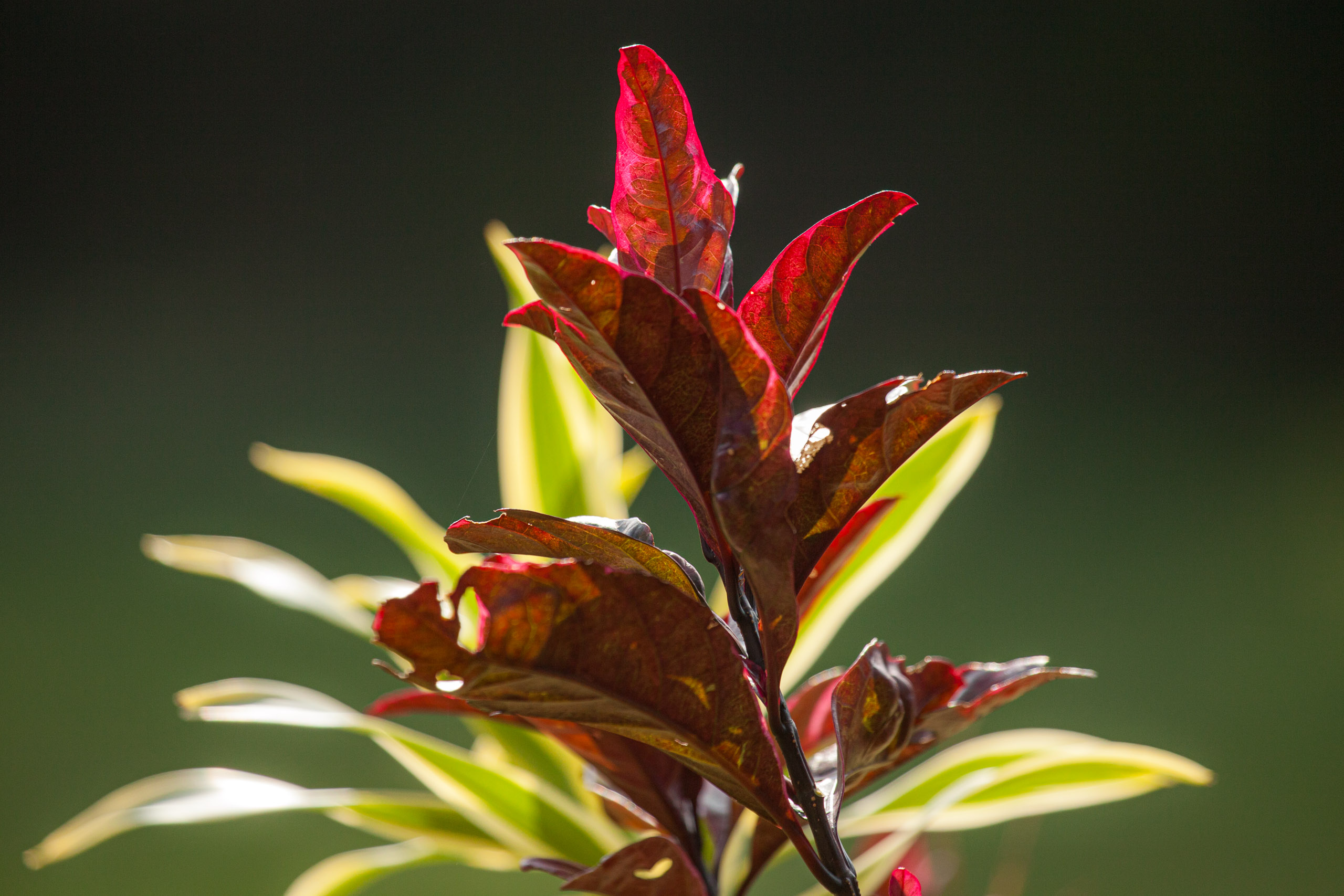 20110103090122 IMG 3774