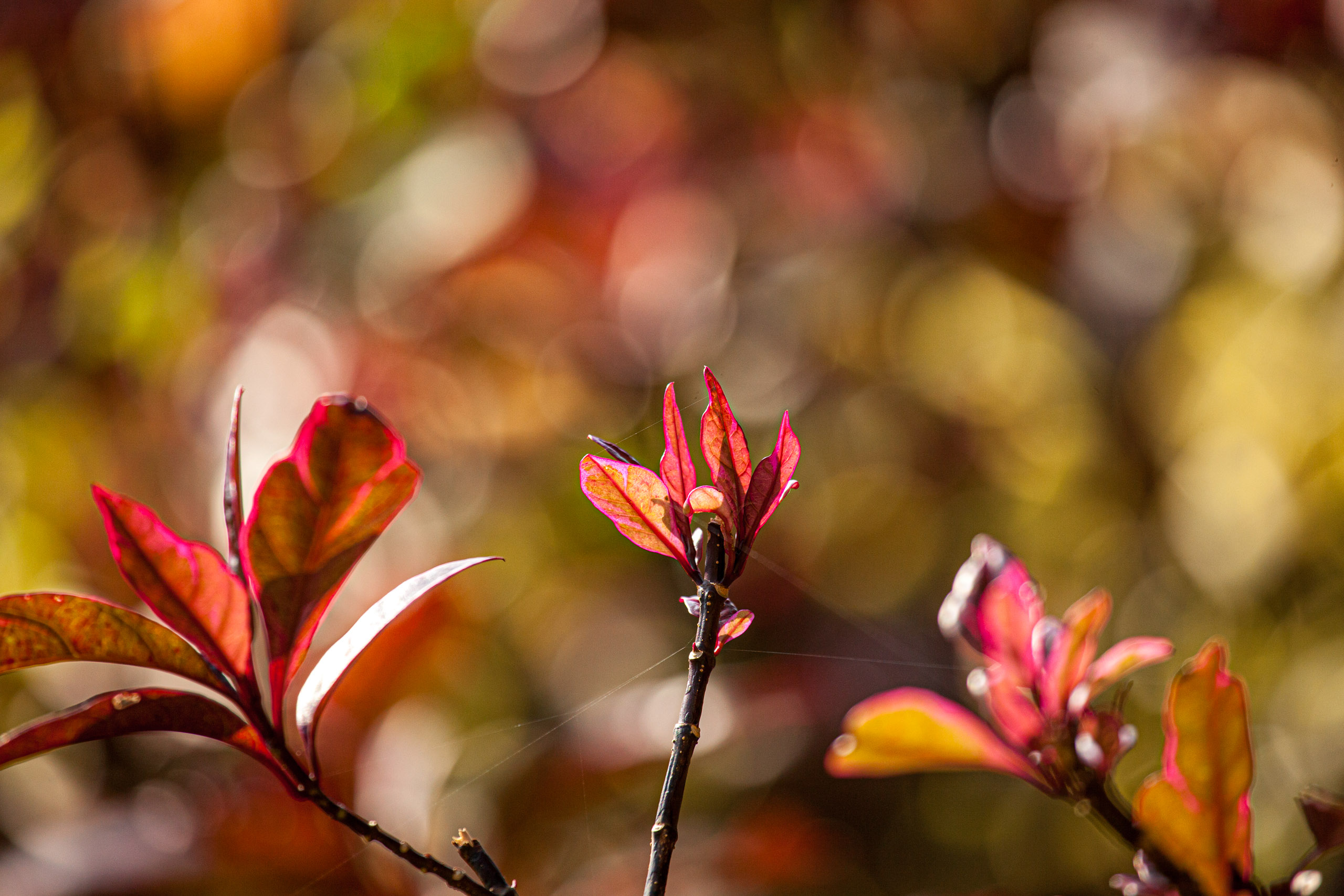 20110103090144 IMG 3776