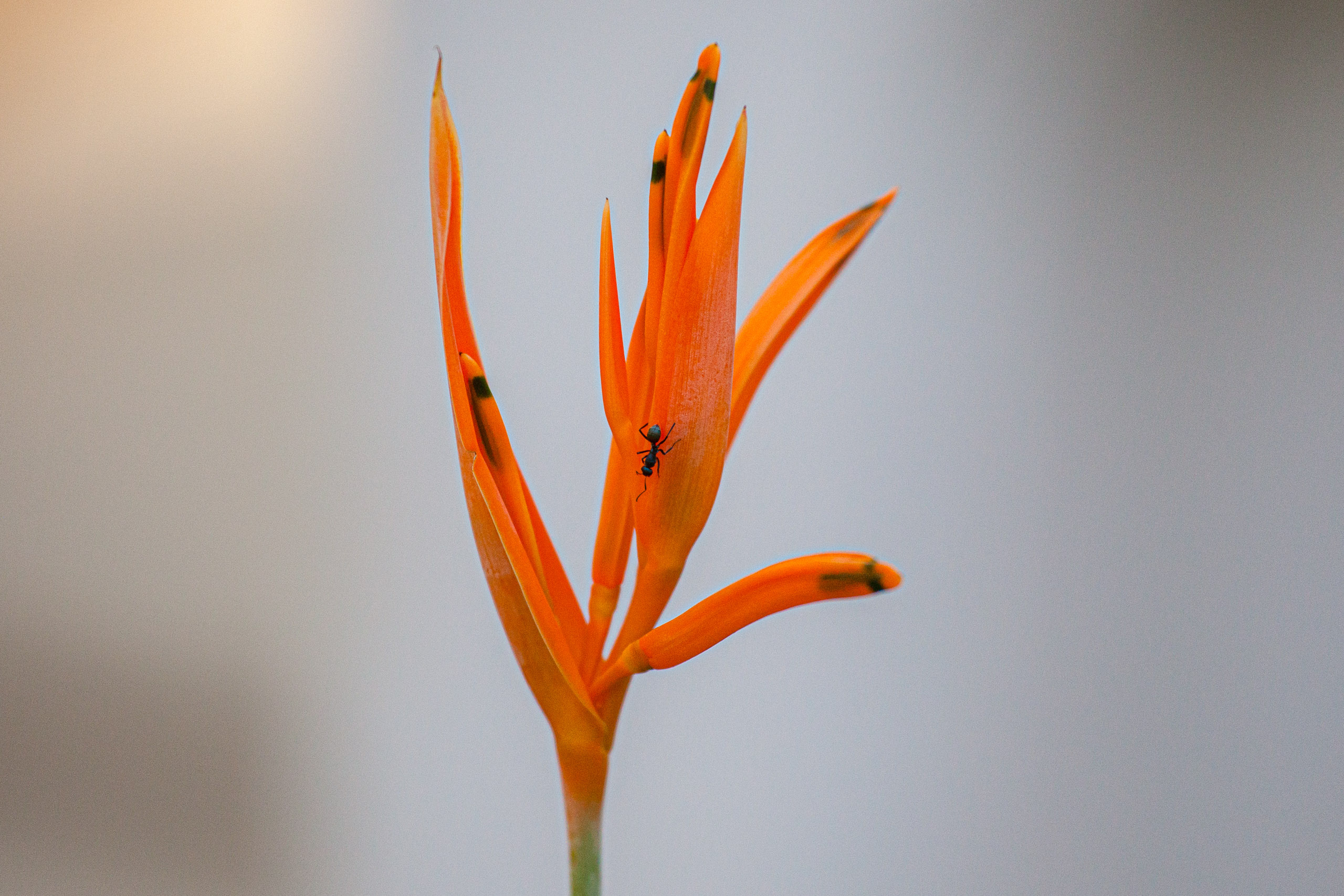 20110103093625 IMG 3941