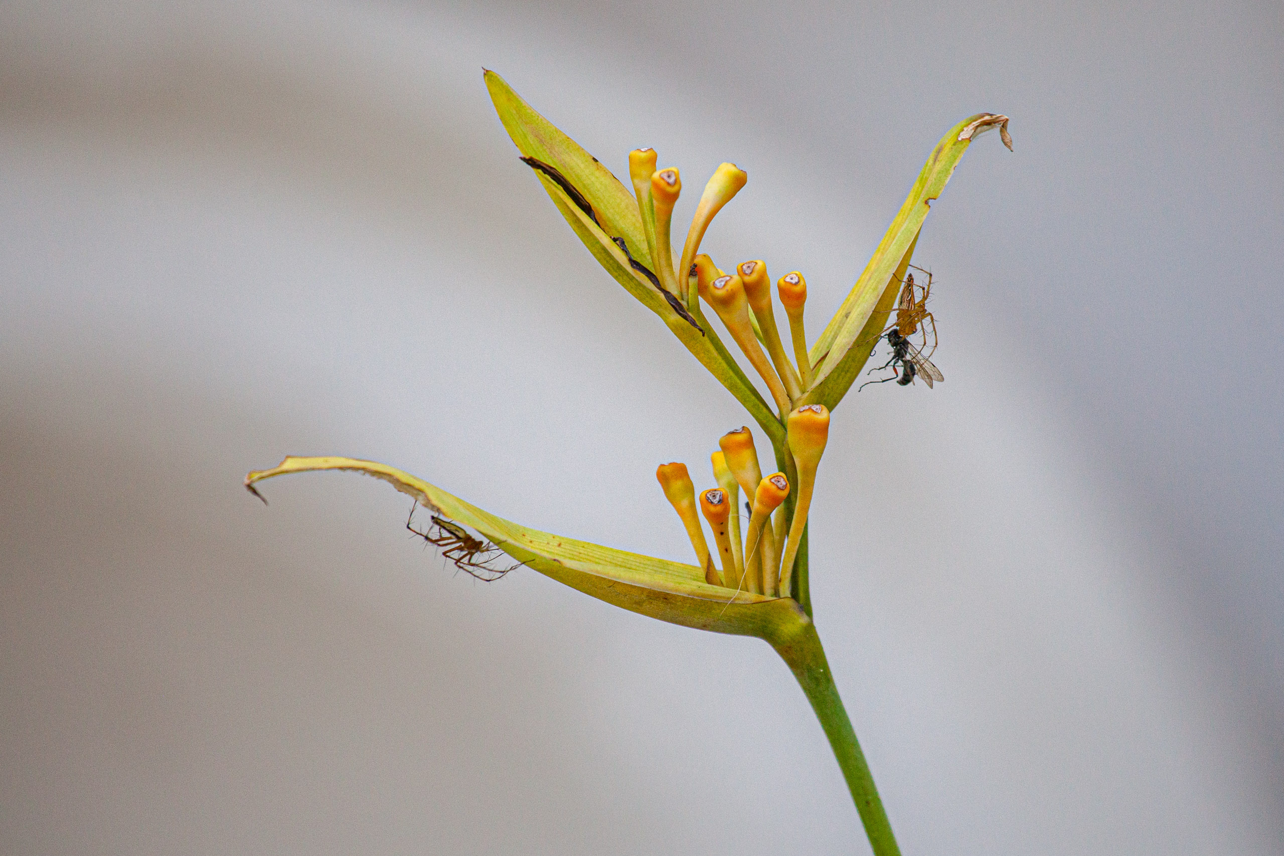 20110103093648 IMG 3945