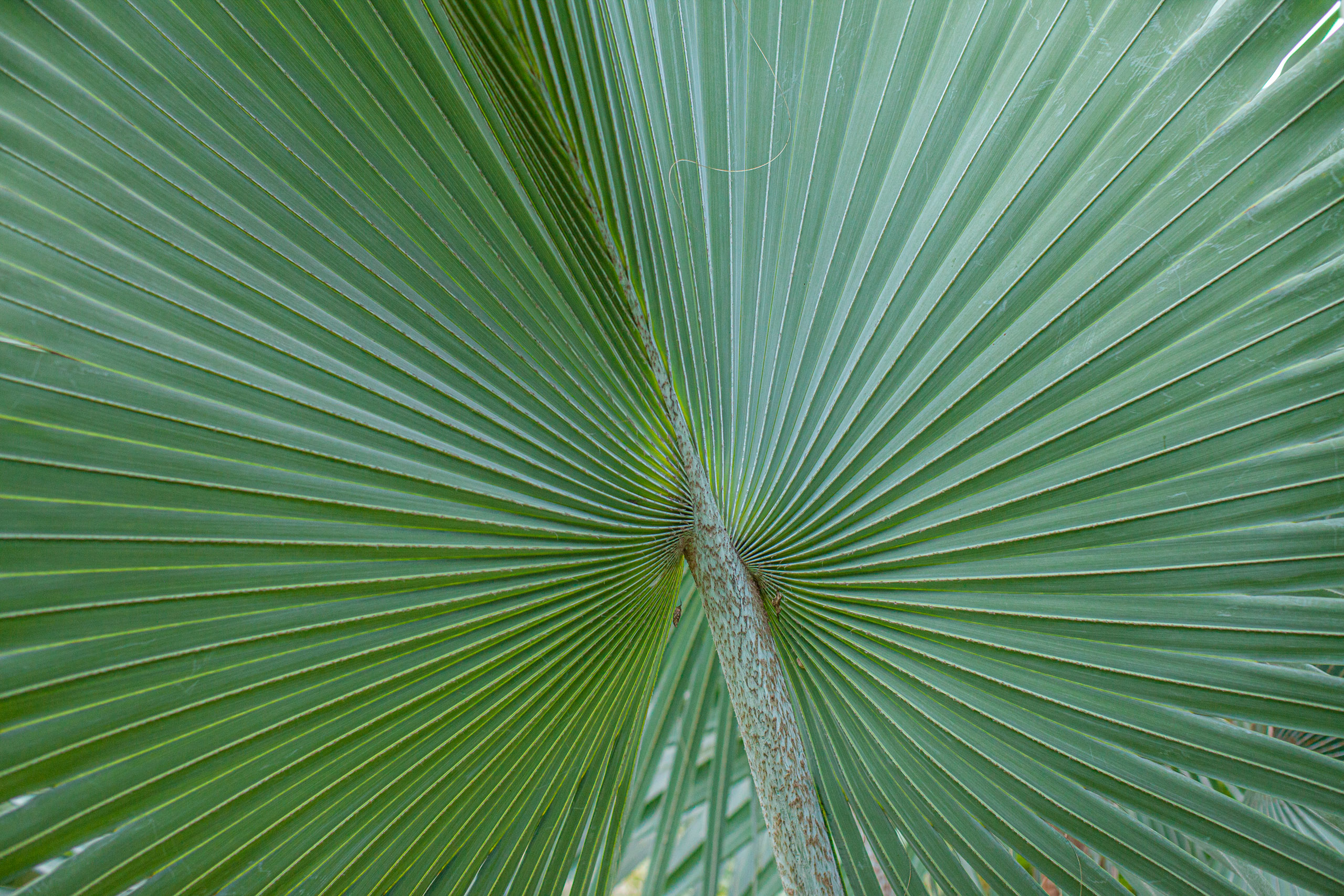 20110104064045 IMG 4266