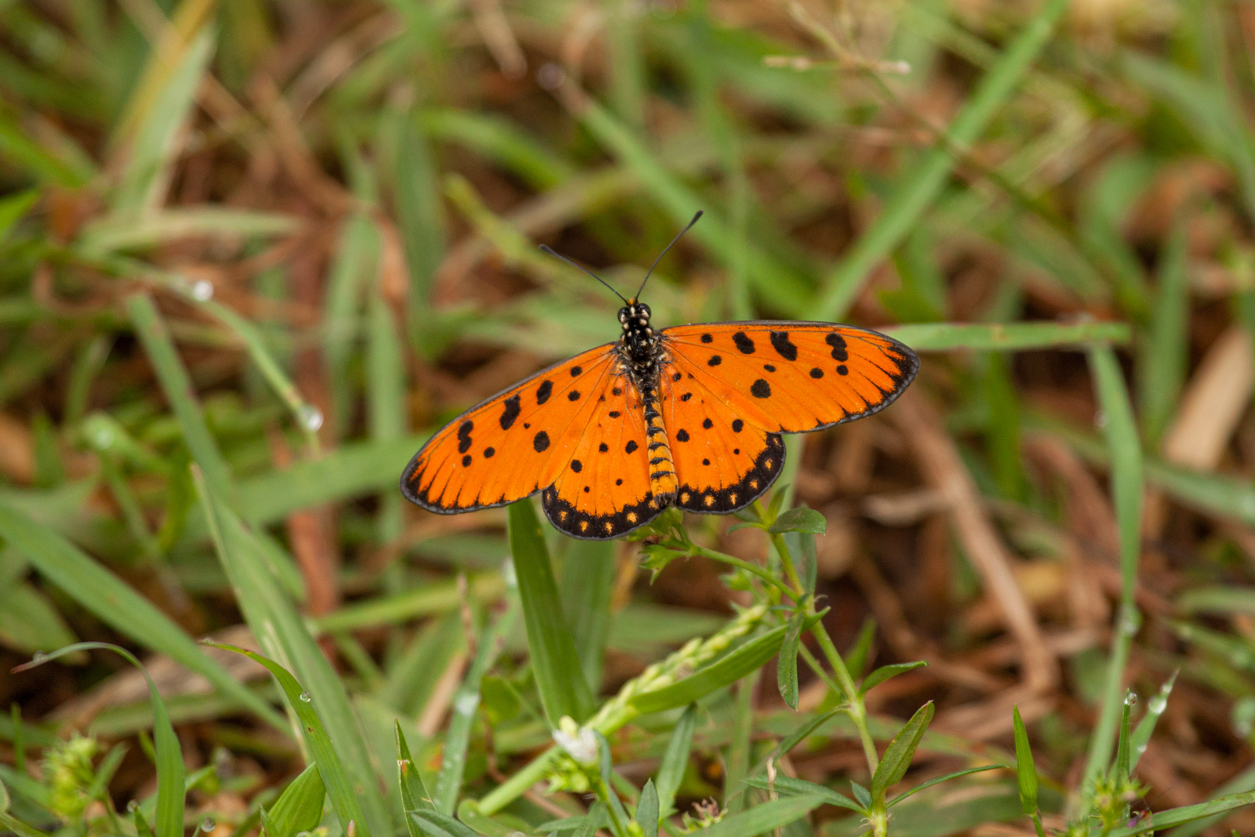 20110104085206 IMG 4391