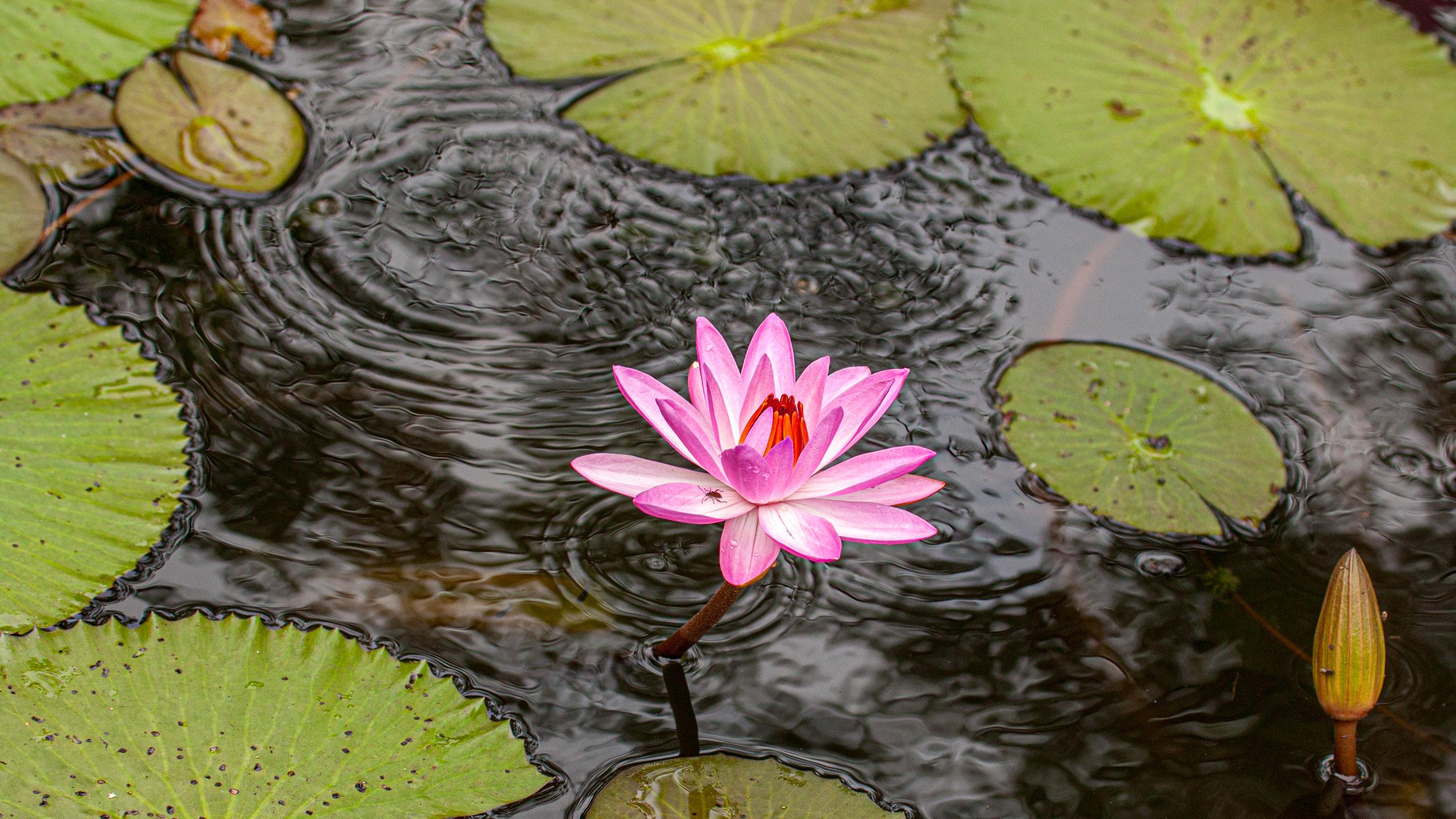 20110104090742 IMG 4438