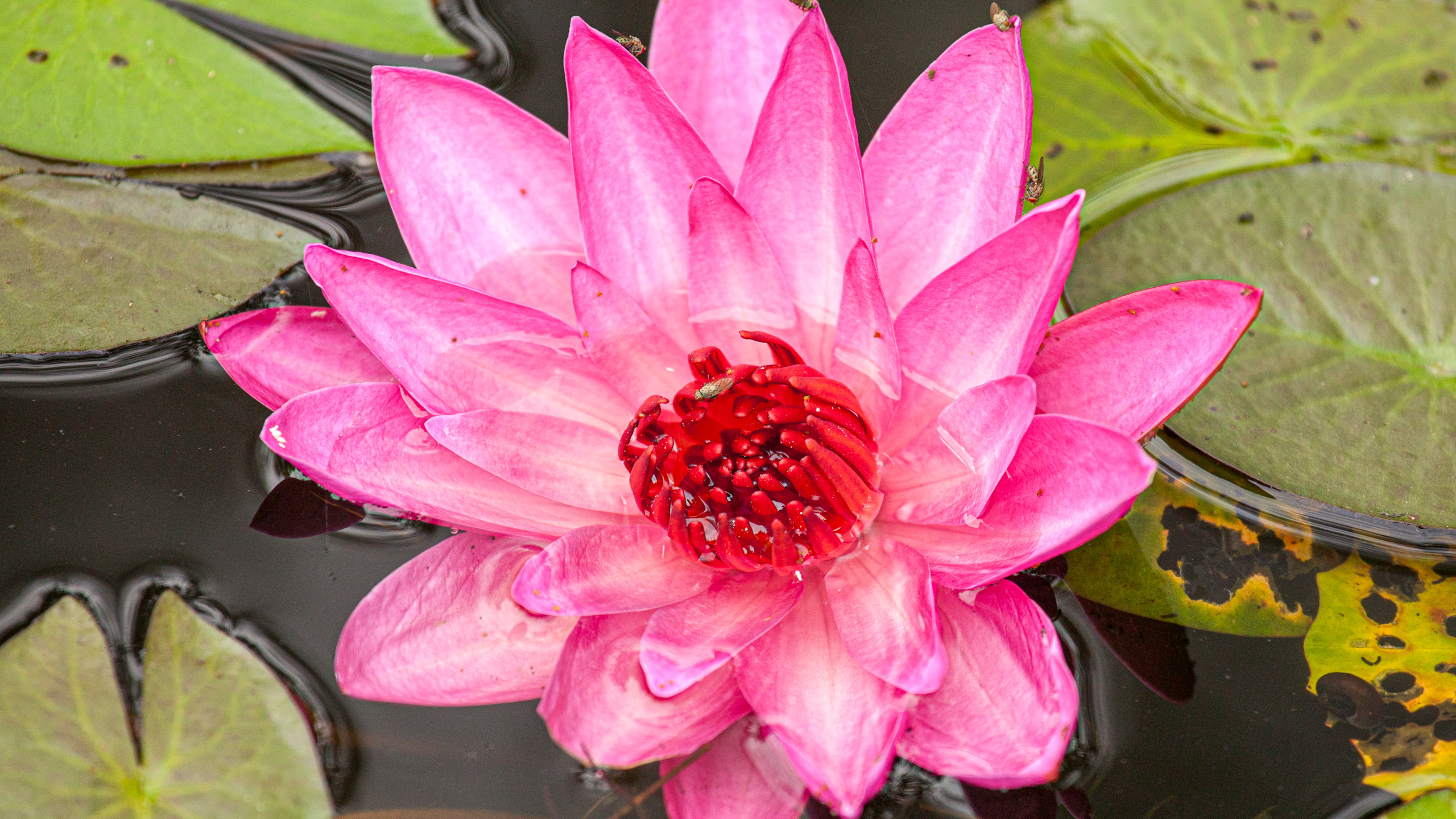 20110104090928 IMG 4457