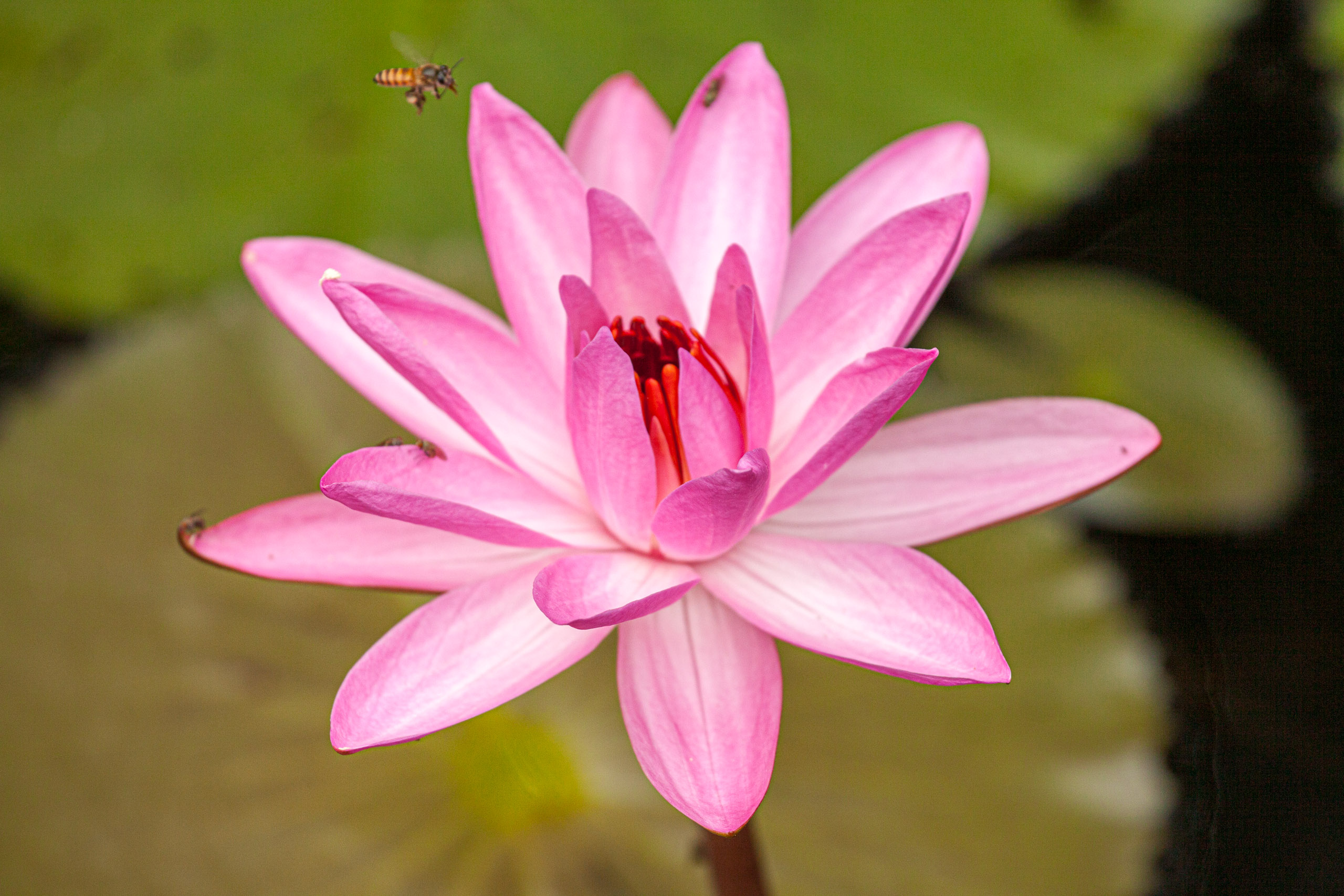 20110104090945 IMG 4459