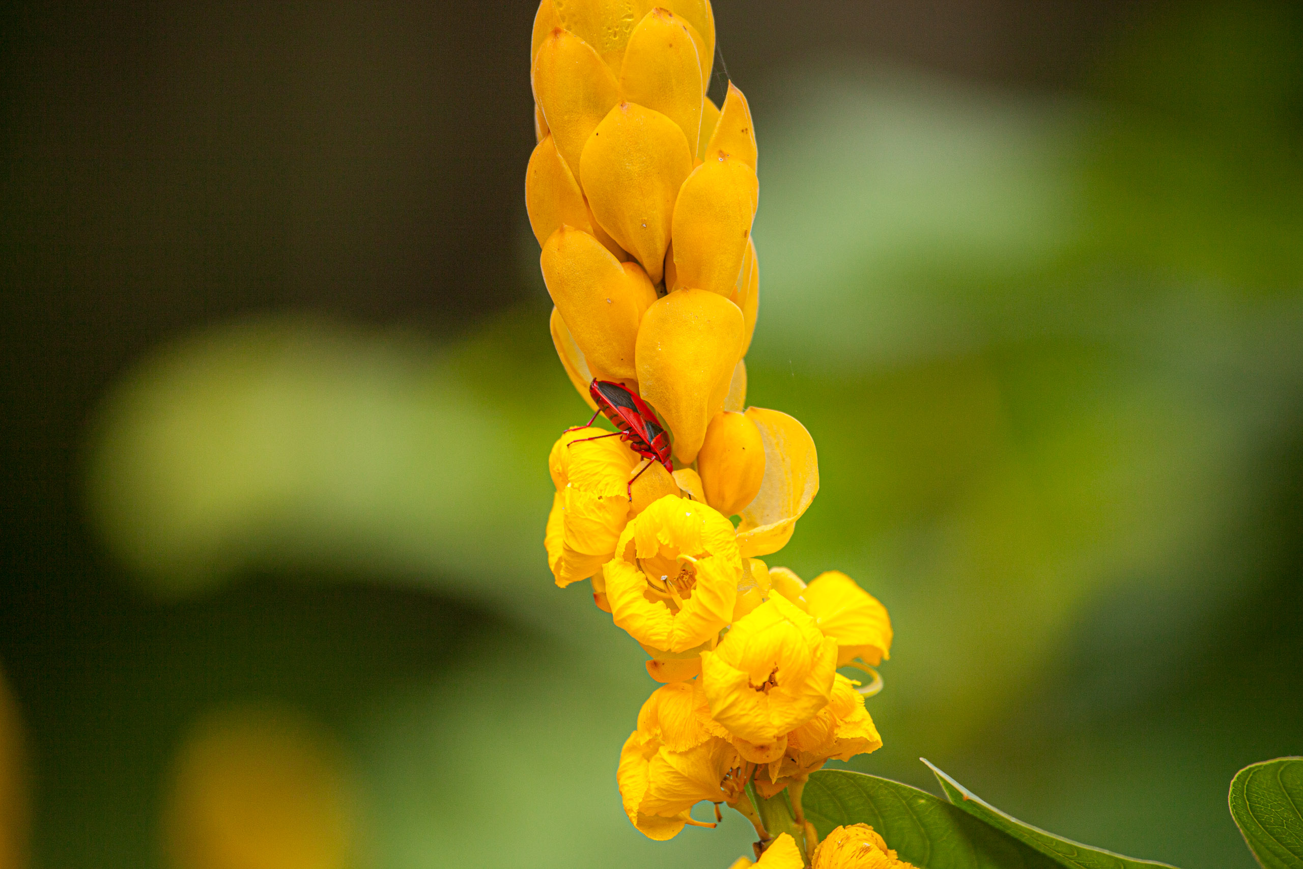 20110104100807 IMG 4684