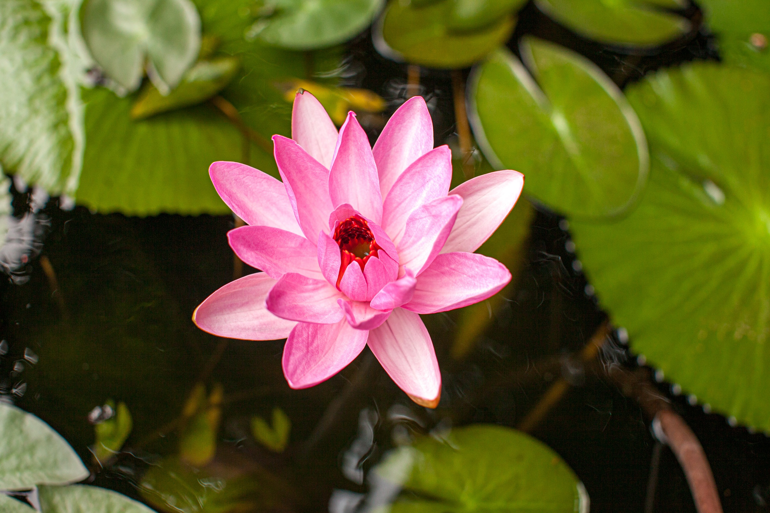 20110104101242 IMG 4704