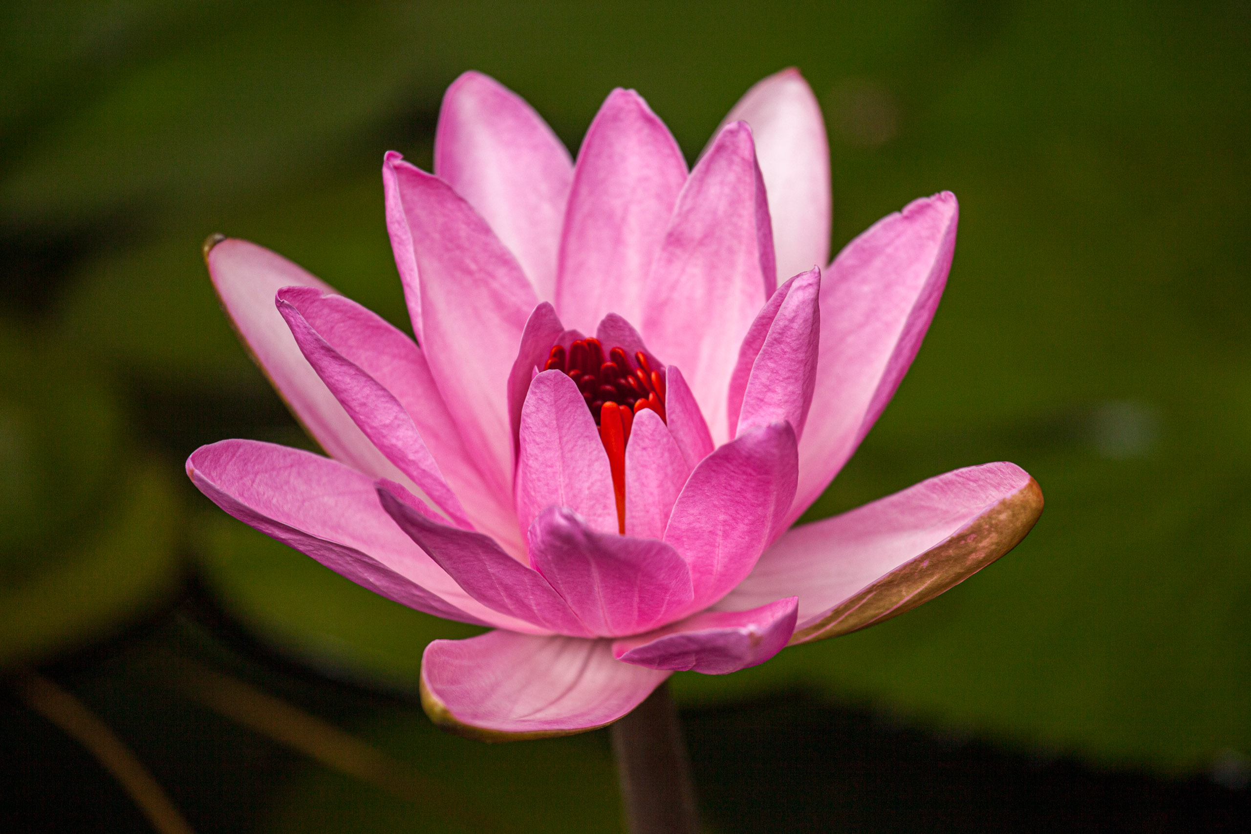 20110104101416 IMG 4729