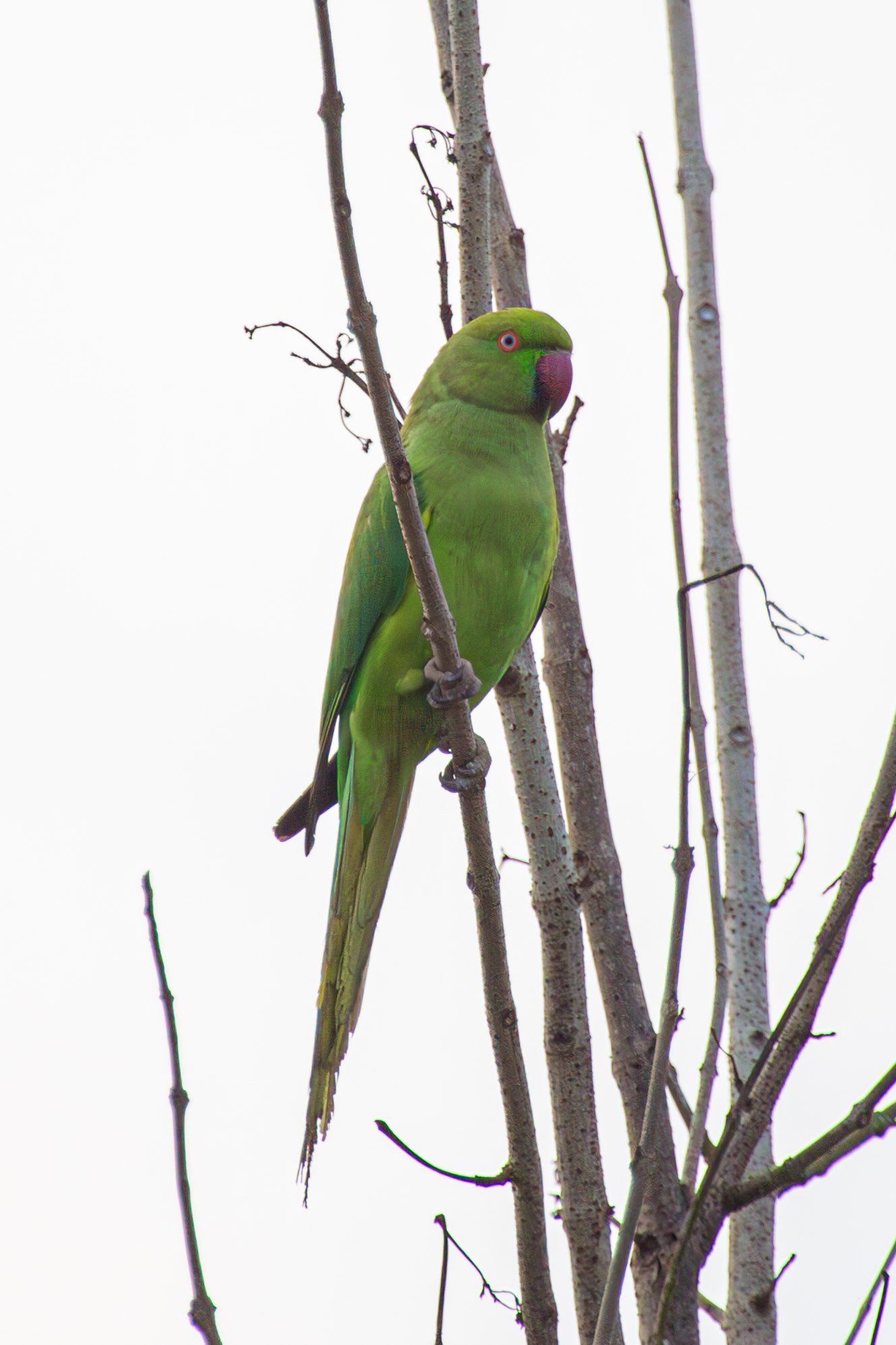 20130104073147 RD 27030 e