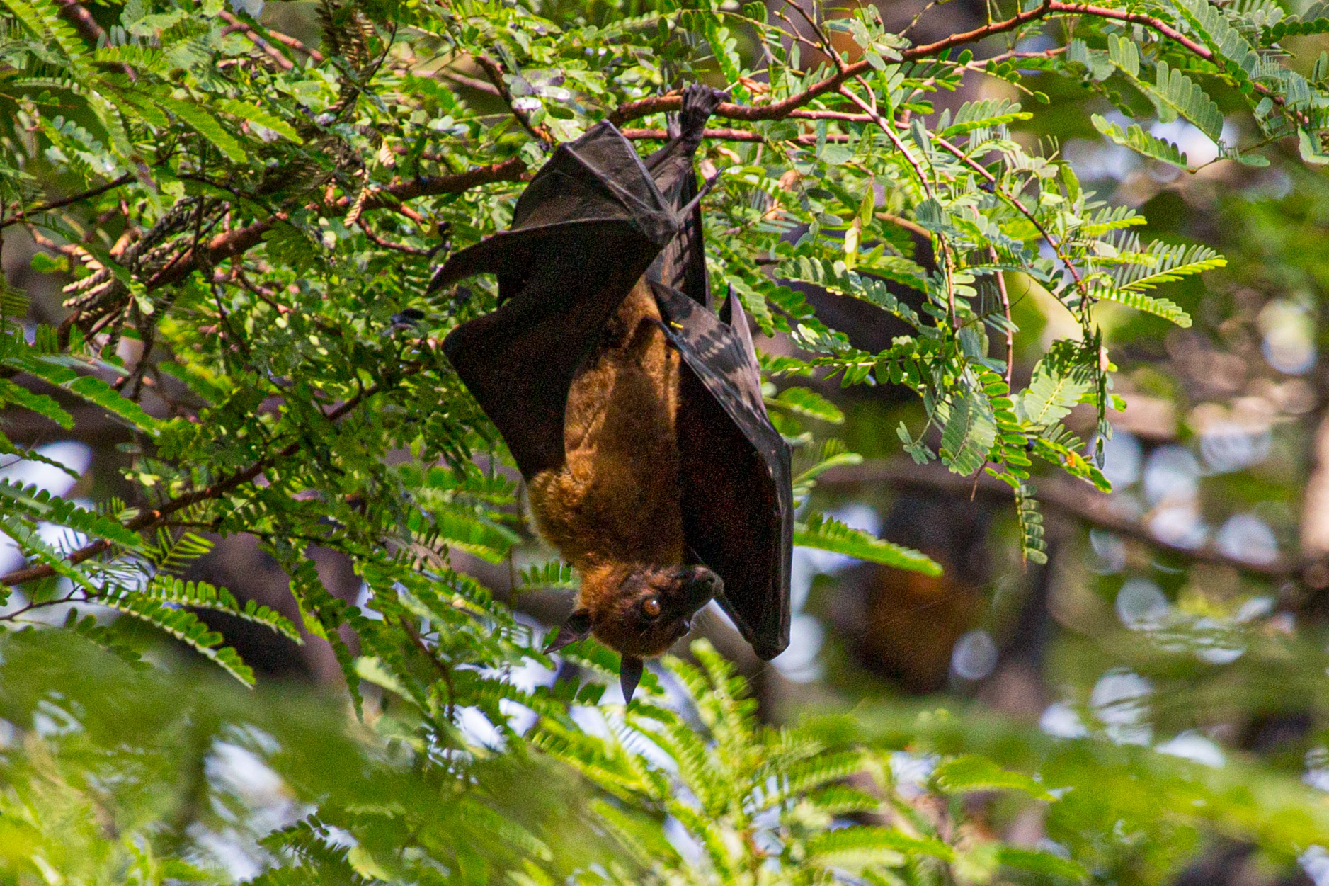 20130111111945 RD 29986