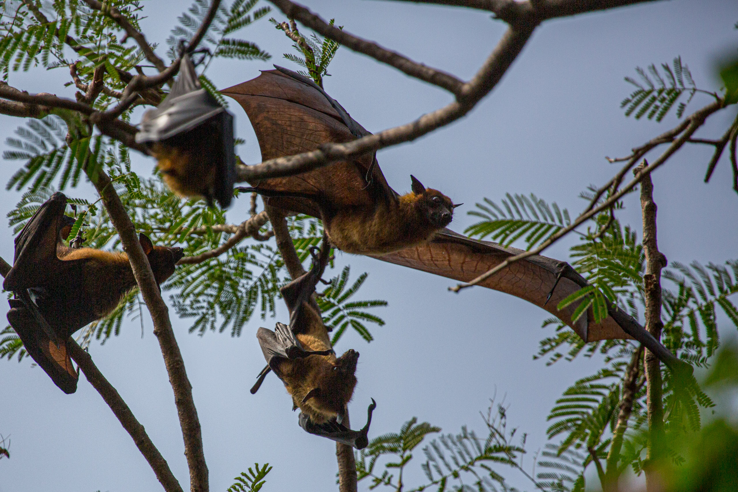 20130111125814 RD 20599