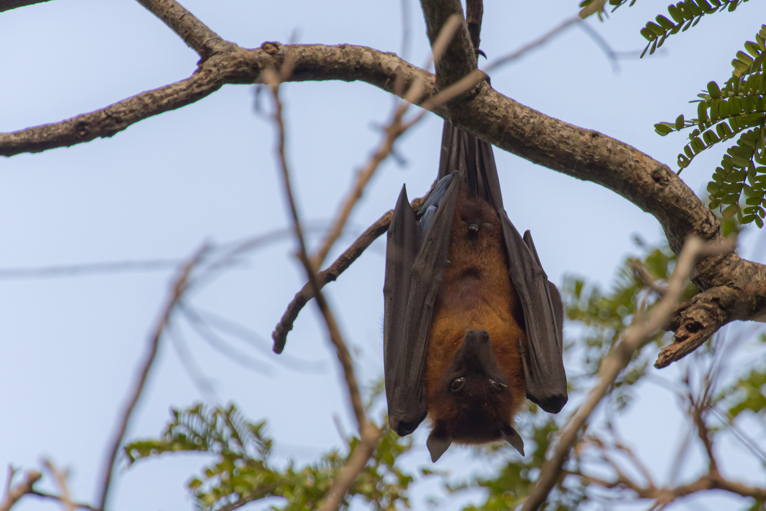 20130112080240 RD 20677