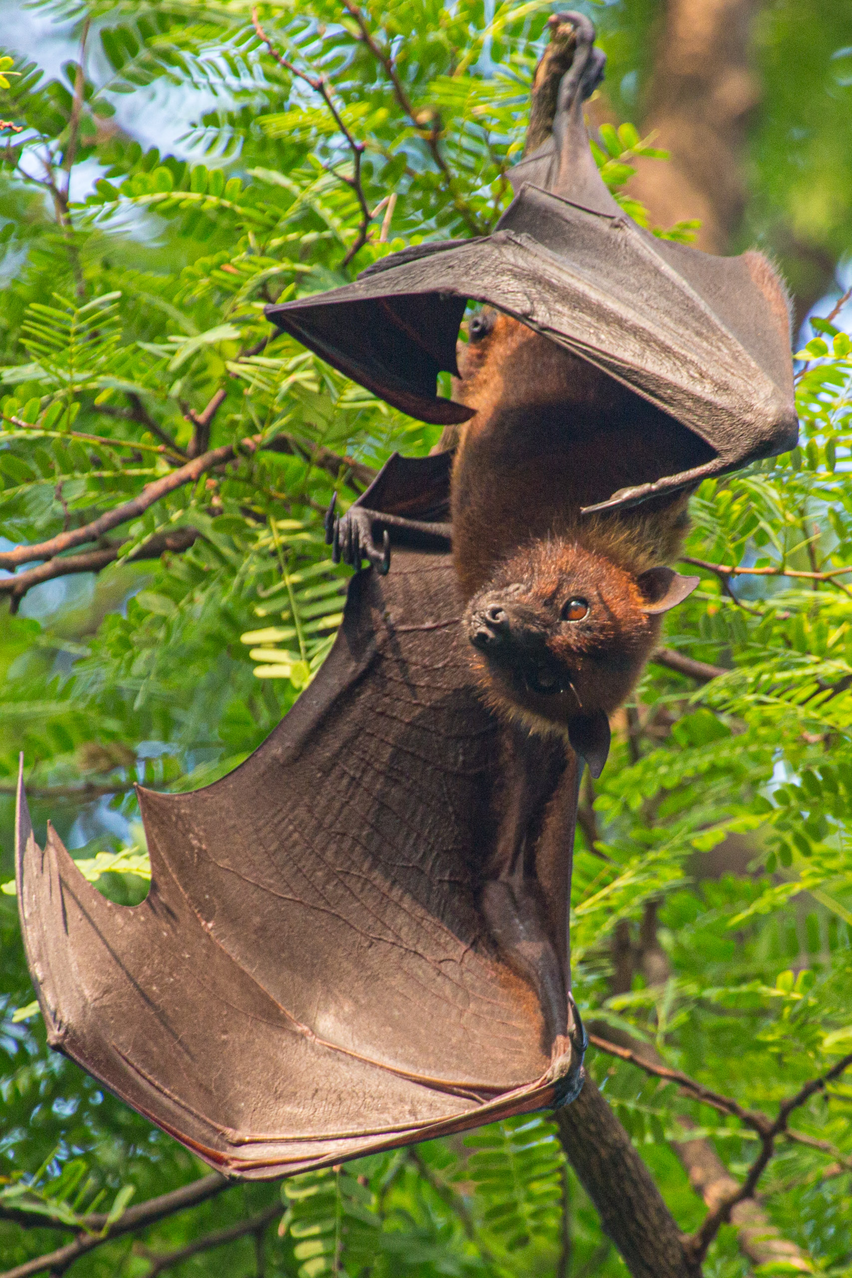 20130112080343 RD 20686