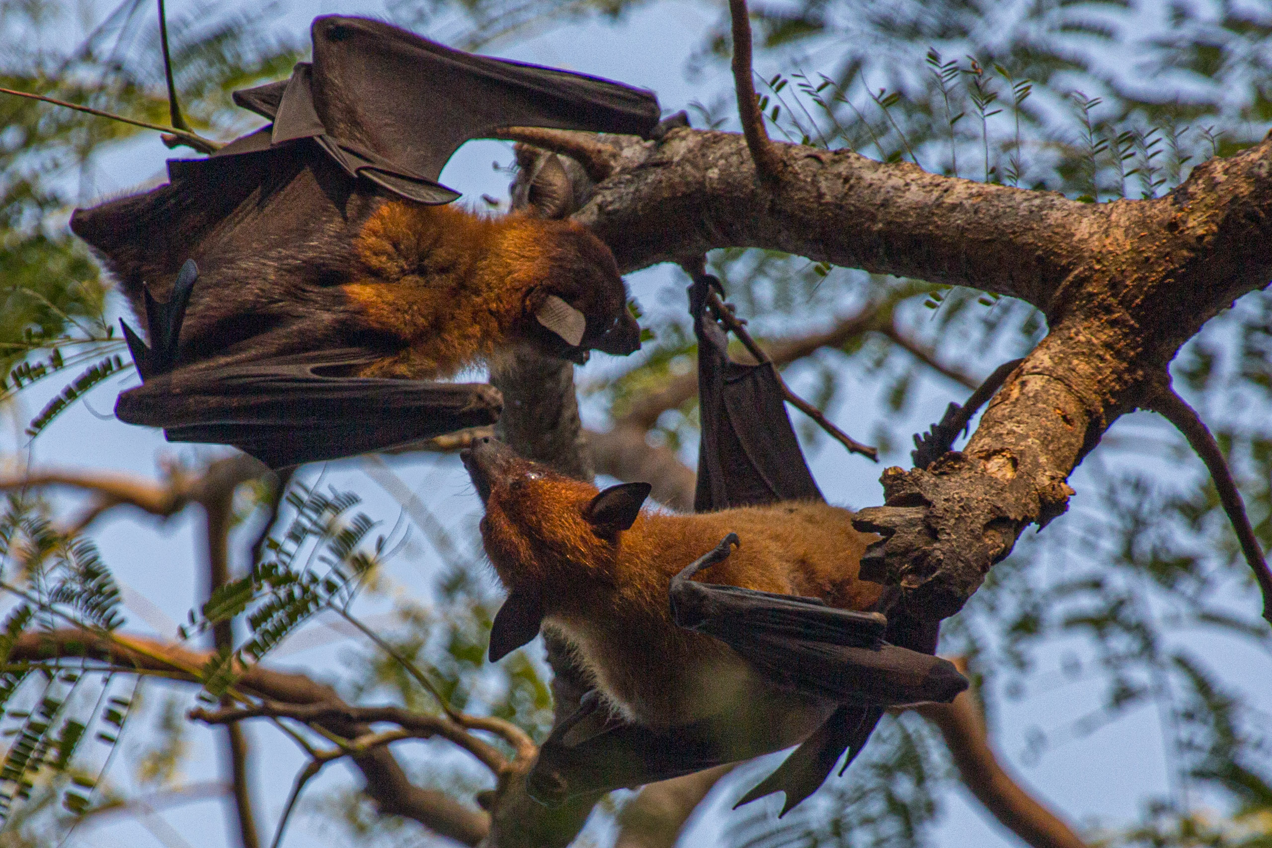 20130112080419 RD 20712