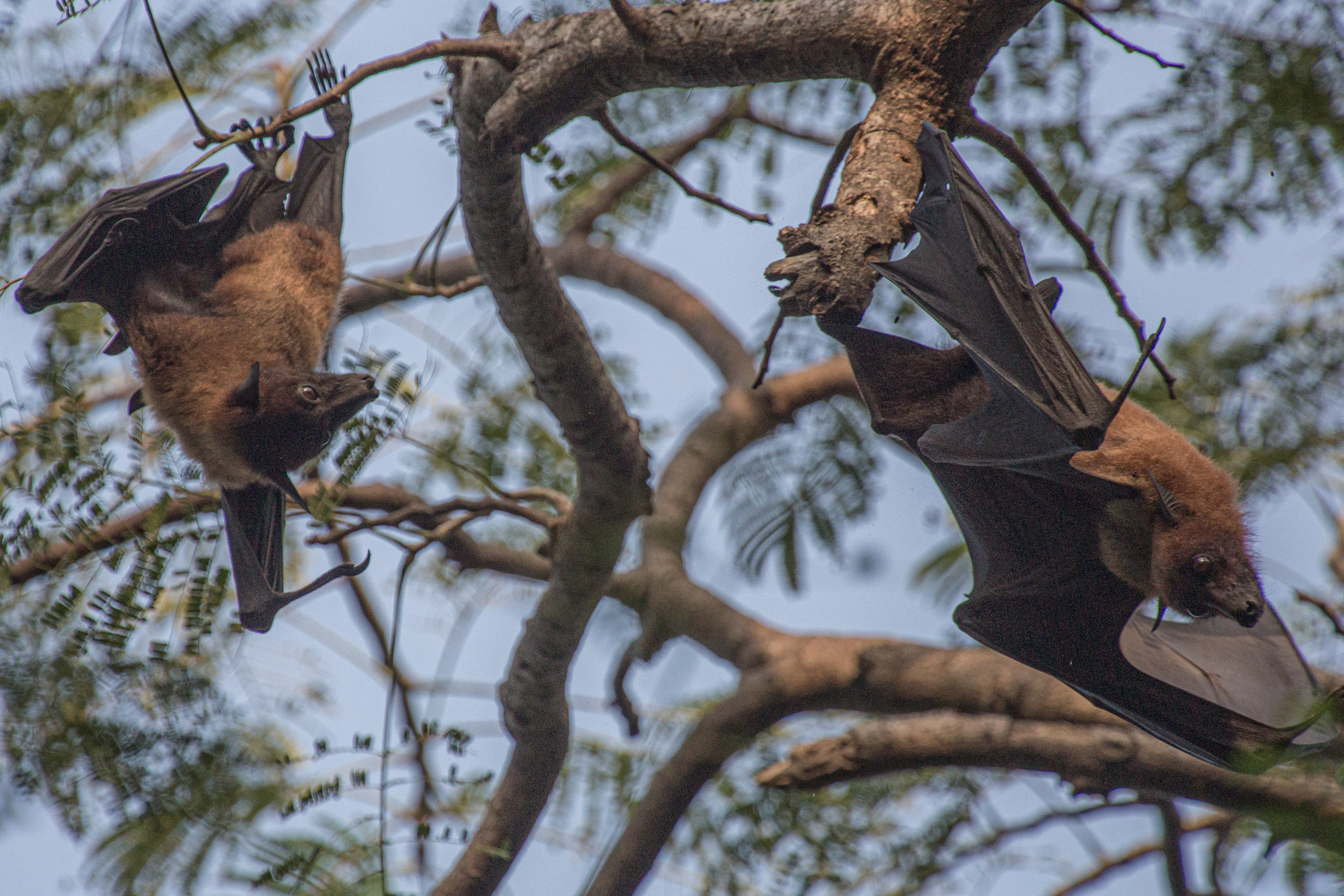 20130112080421 RD 20715