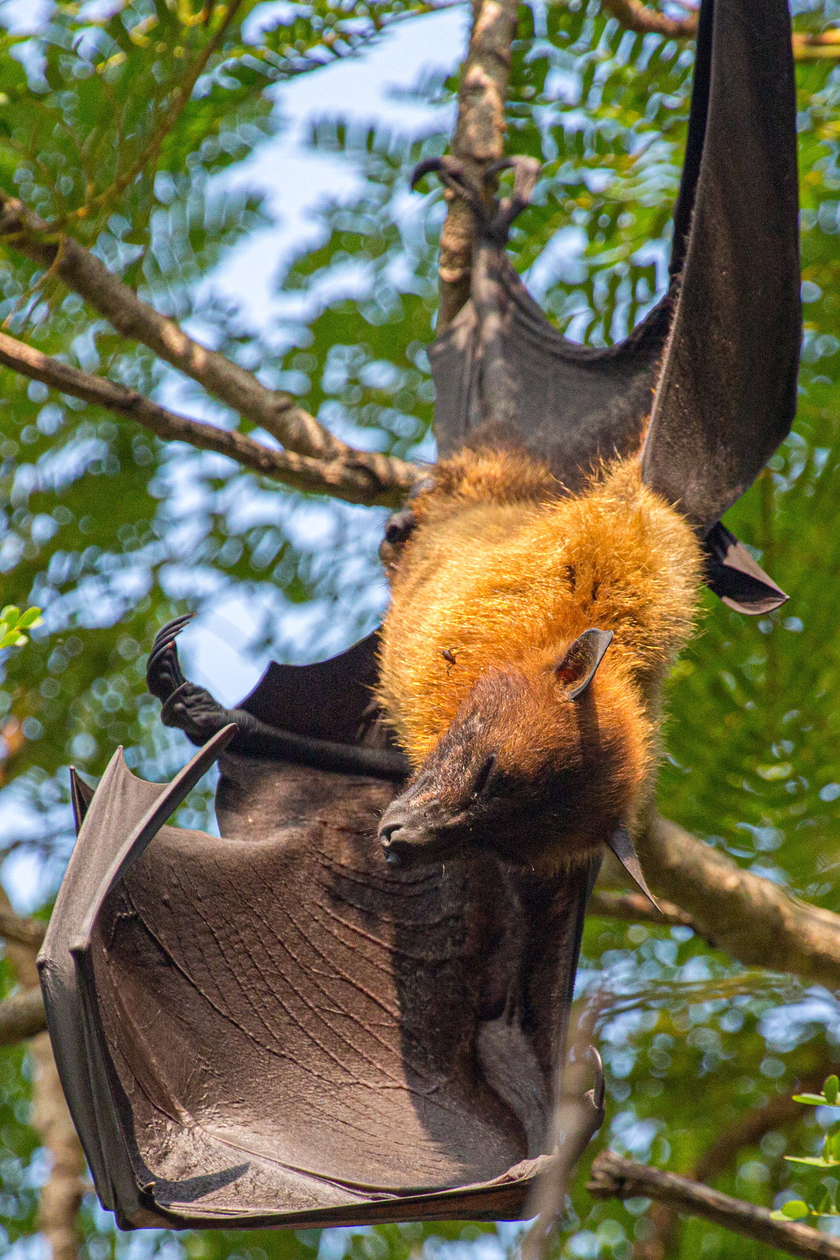 20130112083932 RD 20917