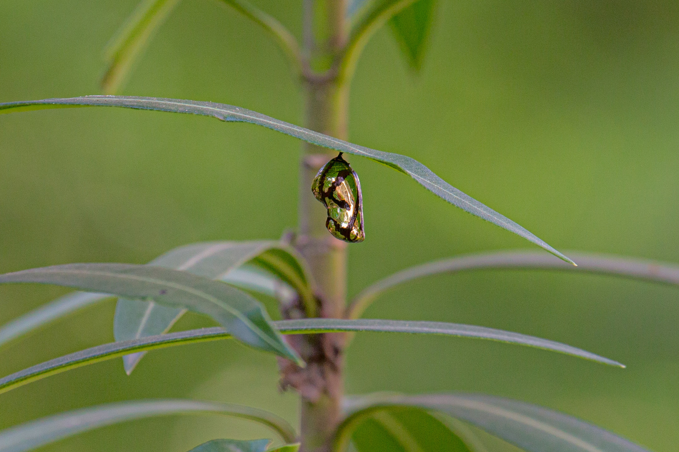 20130123104229 RD 26118