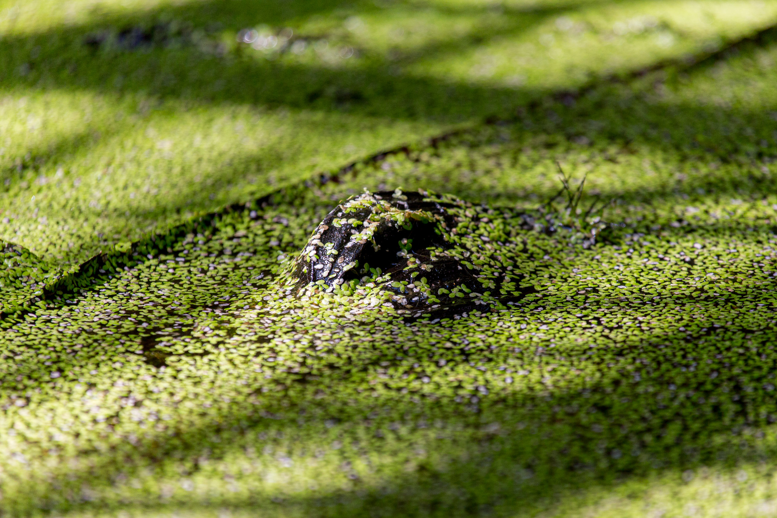 20130110111756 RD 29882